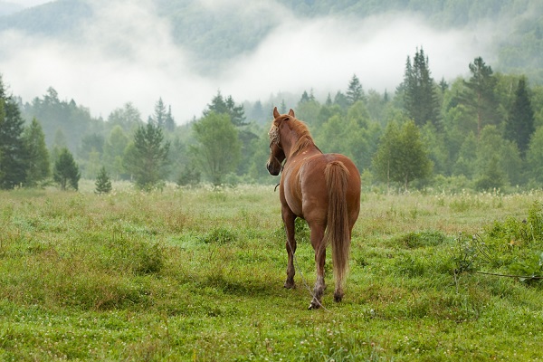 horse-fog-meadow